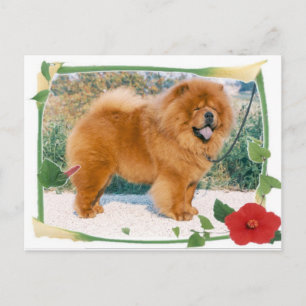 Carte Postale Chow-Chow