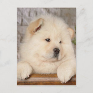 Carte Postale Chow Chow
