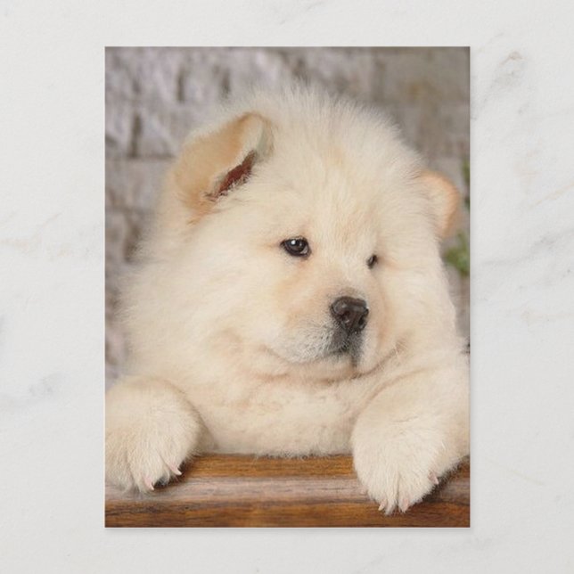 Carte Postale Chow Chow (Devant)