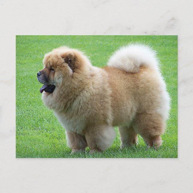 Carte Postale Chow Chow Chien chiot - Bonjour, Amour, Penser à v (Devant)