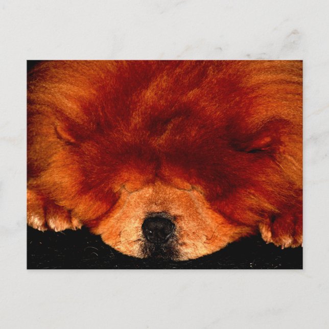 Carte Postale Chow Chow Chow Chow Pcm (Devant)