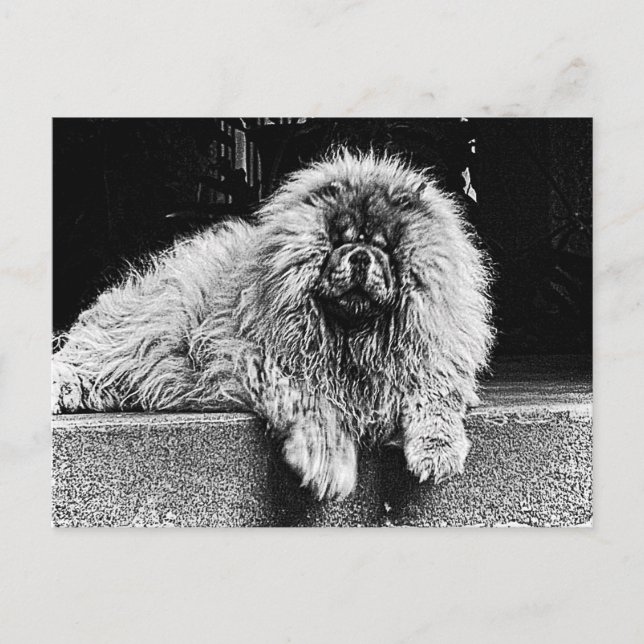 Carte Postale Chow Chow Dog on Porch, Black and White (Devant)