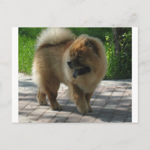 Carte Postale chow chow full.png