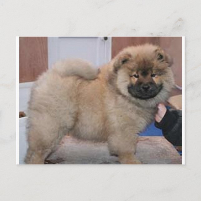 Carte Postale chow chow pup.png (Devant)