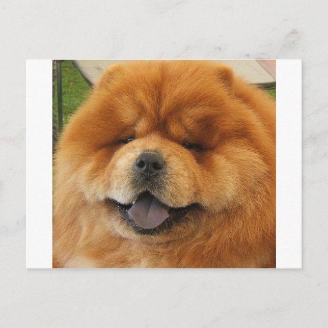 Carte Postale Chow Chow Rescue (Devant)