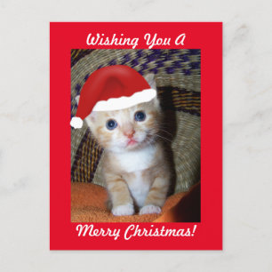 Carte postale Christmas Kitten