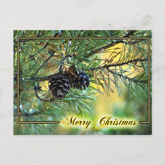 Carte postale Christmas Pine Cones (Devant)