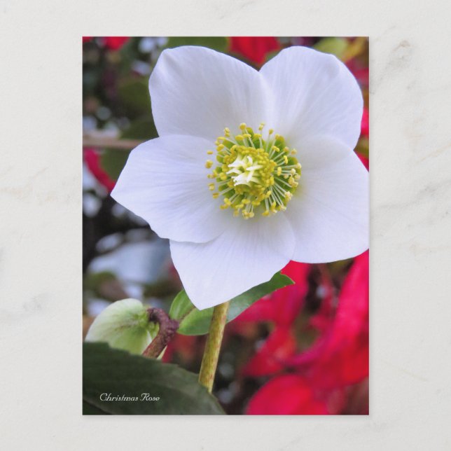 Carte Postale Christmas Rose [Postcard] (Devant)
