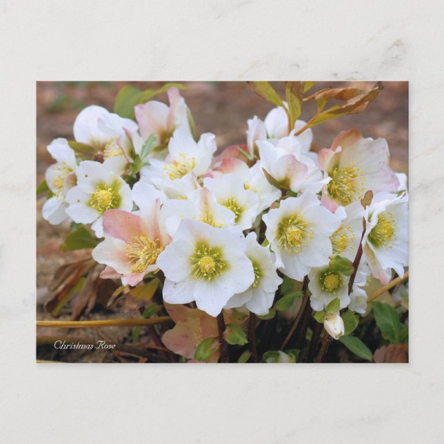 Carte Postale Christmas Rose [Postcard] (Devant)