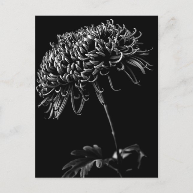 Carte Postale Chrysanthème (Devant)