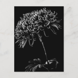 Carte Postale Chrysanthème