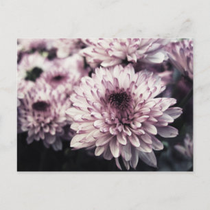 Carte Postale Chrysanthème I