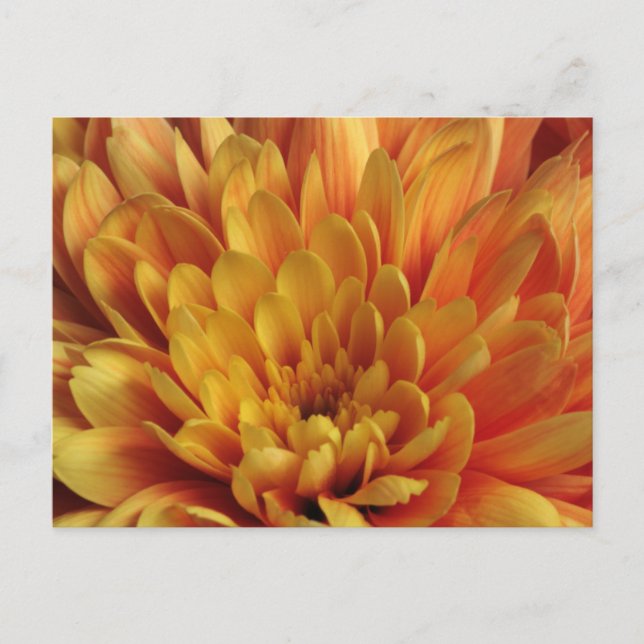 Carte Postale Chrysanthème jaune (Devant)