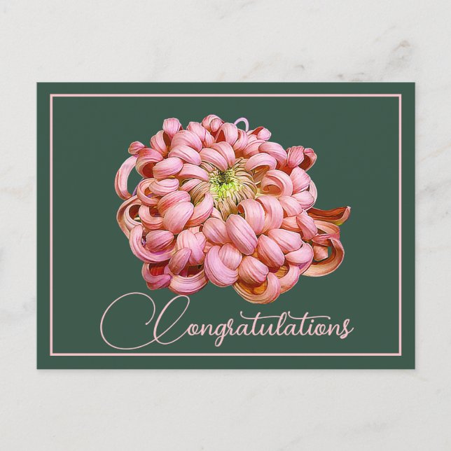 Carte Postale Chrysanthème rose Fond vert Félicitations (Devant)