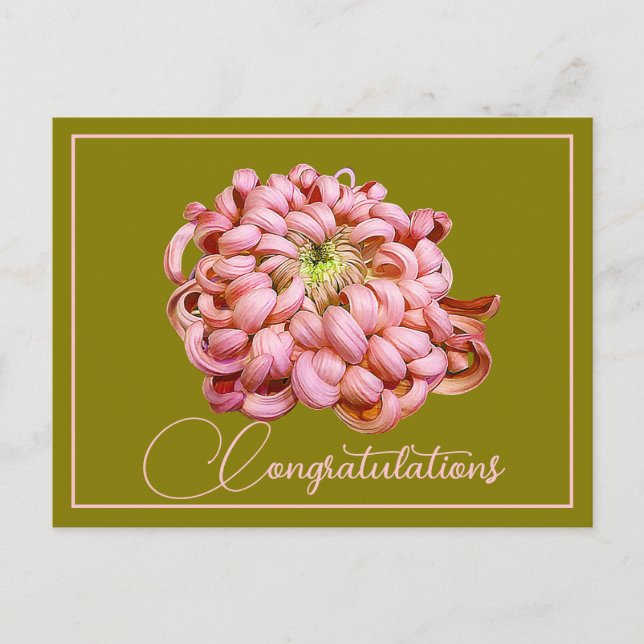 Carte Postale Chrysanthème rose olive fond de felicitations (Devant)