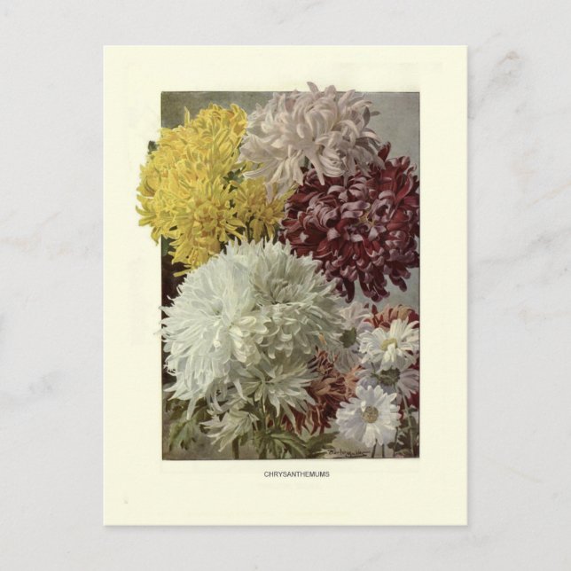 Carte Postale Chrysanthèmes (Devant)