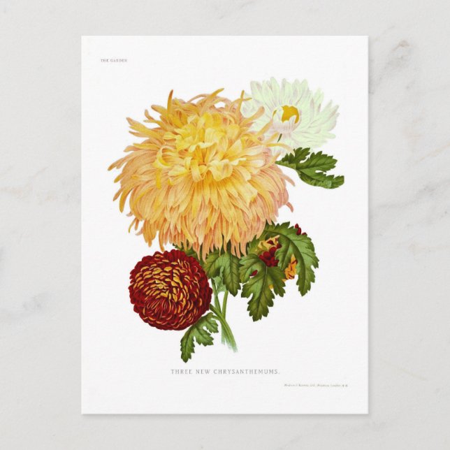 Carte Postale Chrysanthèmes (Devant)