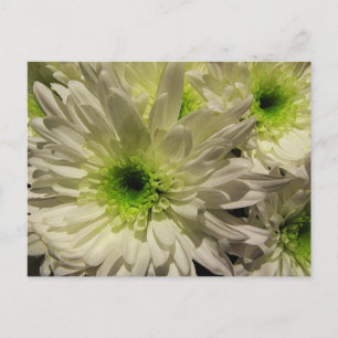 Carte Postale Chrysanthèmes