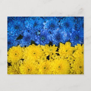 Carte Postale Chrysanthèmes bleu et jaune Nature Poster photo
