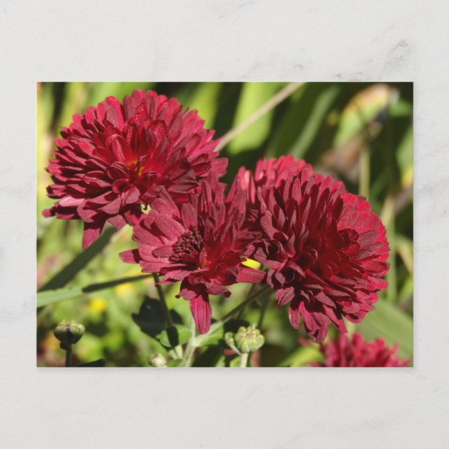 Carte Postale Chrysanthèmes bordeaux (Devant)