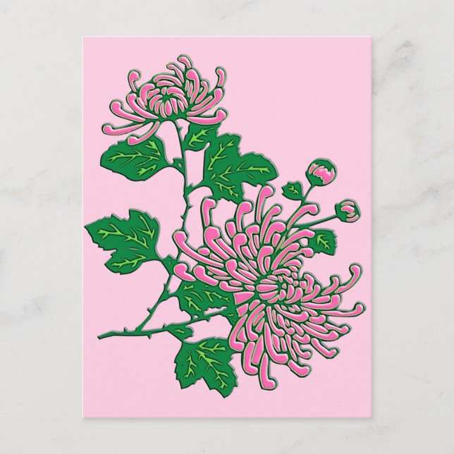 Carte Postale Chrysanthèmes d'araignée chinois - rose doux (Devant)