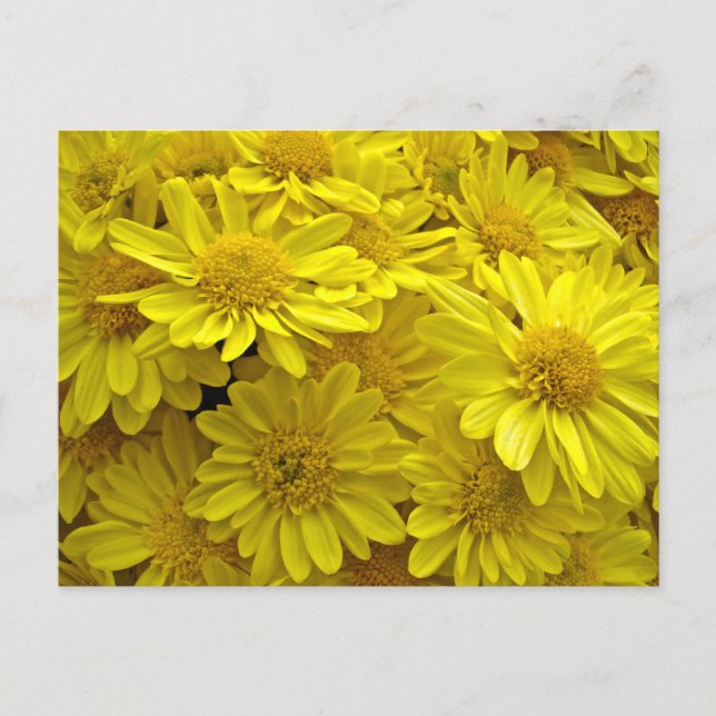 Carte Postale Chrysanthèmes jaune soleil (Devant)