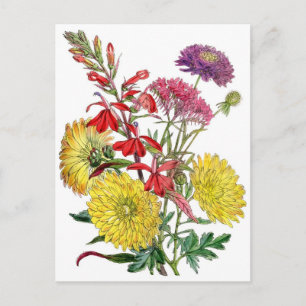 Carte Postale Chrysanthèmes jaunes et fleurs pourpres de Scabios