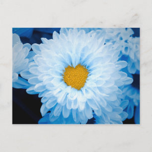 Carte Postale Chrysanthèmes teintés bleu Nature Photo Ukraine Po