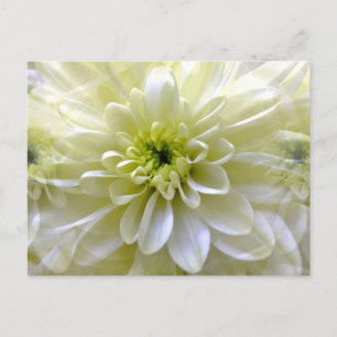 CARTE POSTALE CHRYSANTHEMUM