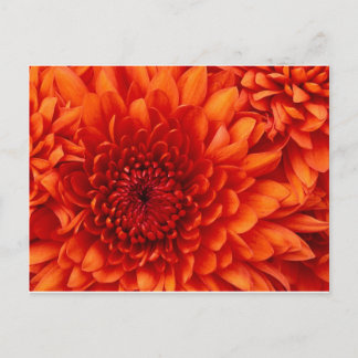 Carte postale Chrysanthemum