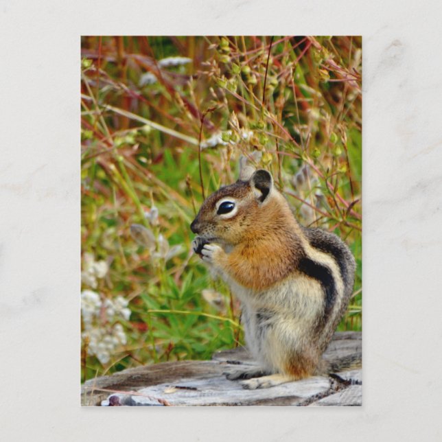 Carte Postale Chubby mignon chipmunk sur la souche de bois (Devant)