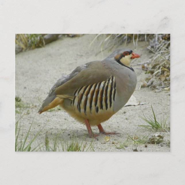 Carte Postale Chukar Partridge (Devant)