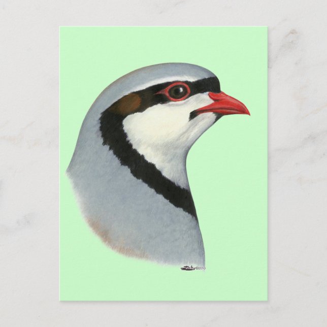 Carte Postale Chukar :  Tête de perdrix (Devant)