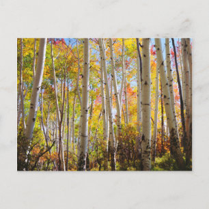 Carte Postale Chute d'Aspen trees 5