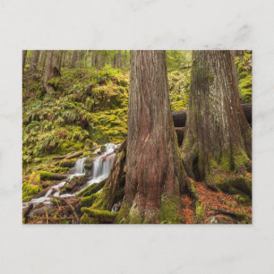 Carte Postale Chute de White Branch, Cascades de l'Oregon, Orego