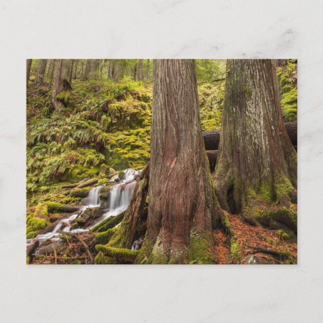 Carte Postale Chute de White Branch, Cascades de l'Oregon, Orego (Devant)