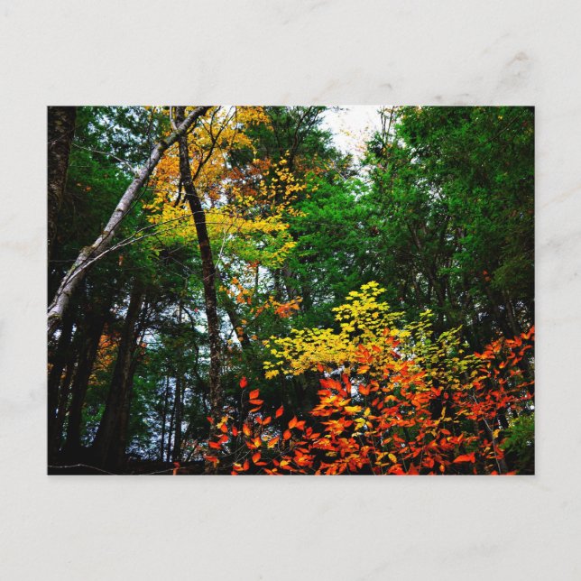 Carte Postale Chute en nouvelle Angleterre-carte postale (Devant)
