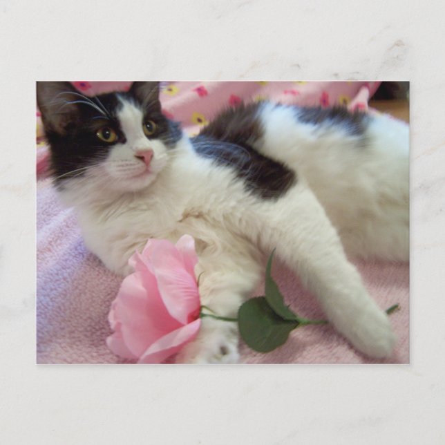 Carte Postale chyna 2 (Devant)