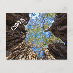 CARTE POSTALE CHYPRE ANCIENNE OLIVE TREE