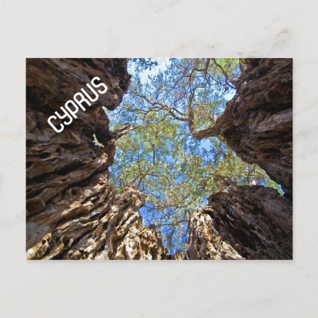 CARTE POSTALE CHYPRE ANCIENNE OLIVE TREE (Devant)