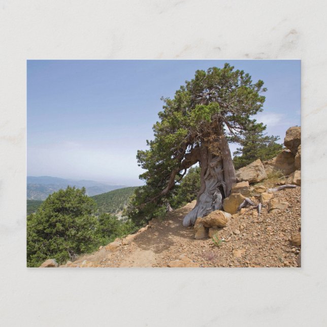 Carte Postale Chypre Artemis sentier nature troodos paysage (Devant)