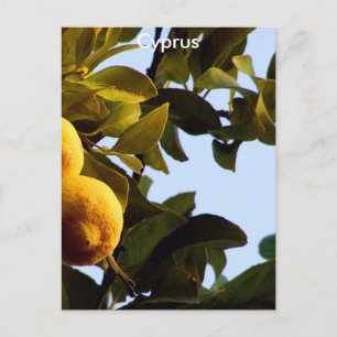 Carte Postale Chypre Lemon Grove