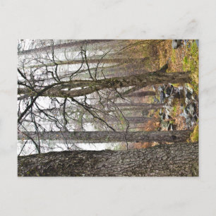 Carte Postale Chypre paysage naturel Troodos forêts brunes arbre