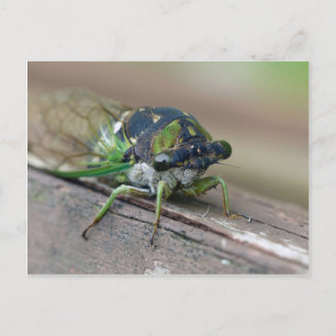 Carte Postale Cicada