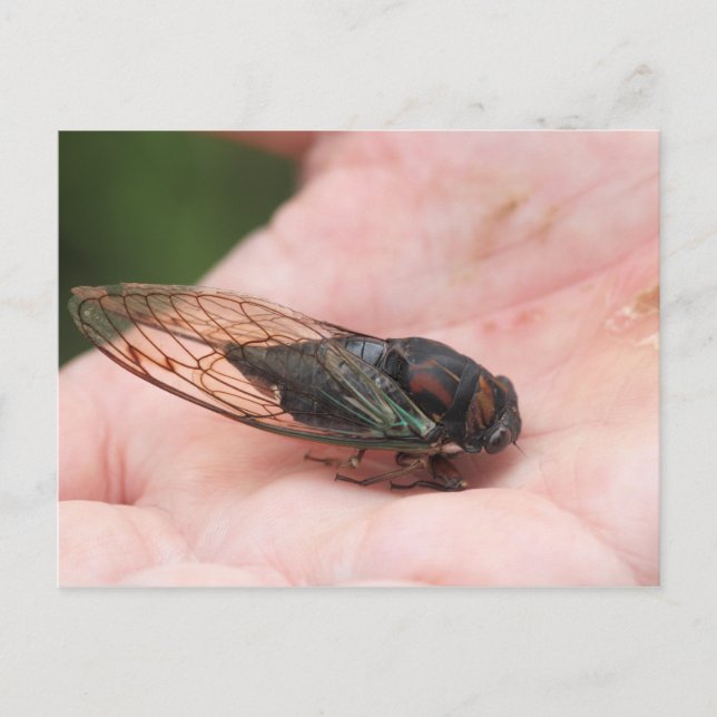 Carte Postale Cicada (Devant)