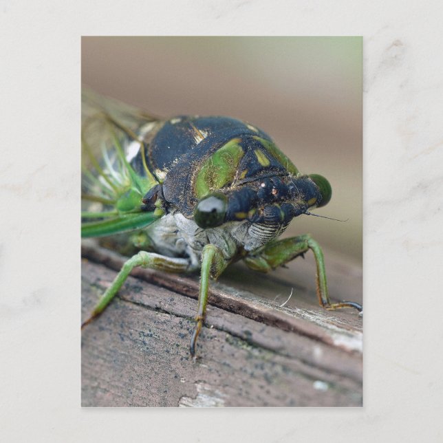Carte Postale Cicada (Devant)