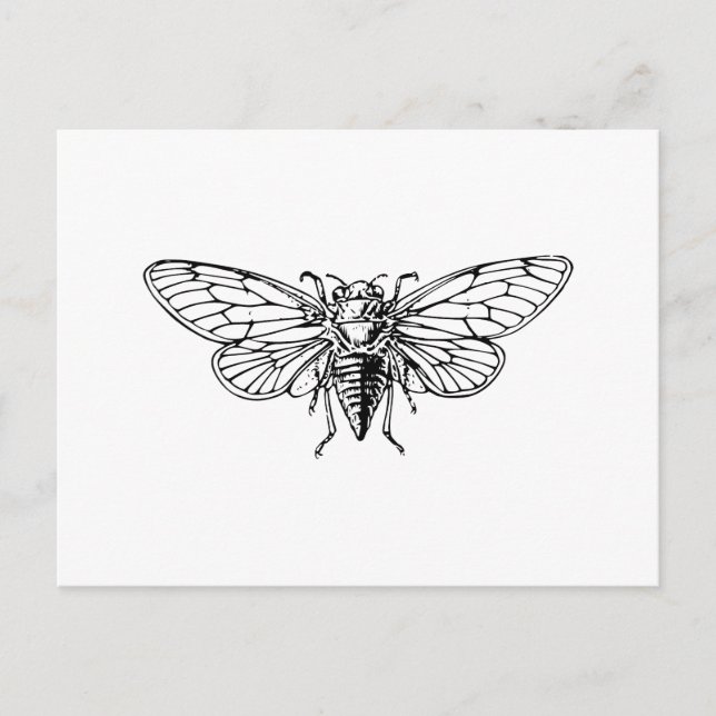 Carte Postale Cicada (Devant)