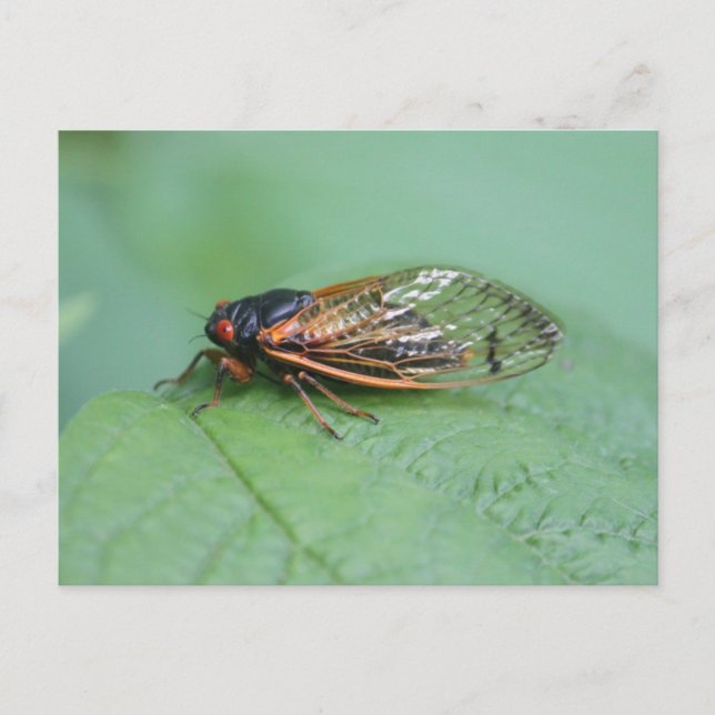 Carte Postale Cicada Photo (Devant)