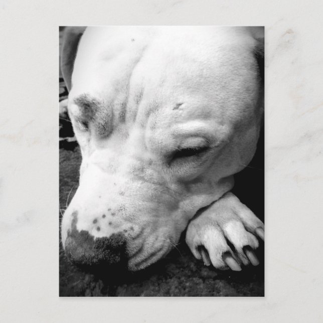 Carte Postale cicatrice de harry potter chien pit bull blanc (Devant)