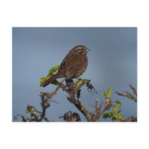 Carte postale Ciel bleu ciel